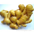 Good Quality Fresh Ginger